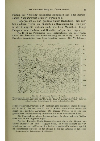 Vergleichende Lokalisationslehre der Grosshirnrinde in ihren Prinzipien dargestellt auf Grund des Zellenbaues.pdf
