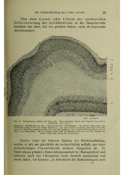 Vergleichende Lokalisationslehre der Grosshirnrinde in ihren Prinzipien dargestellt auf Grund des Zellenbaues.pdf