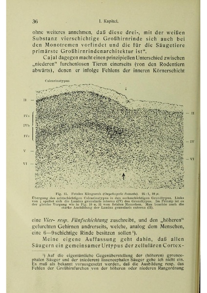 Vergleichende Lokalisationslehre der Grosshirnrinde in ihren Prinzipien dargestellt auf Grund des Zellenbaues.pdf
