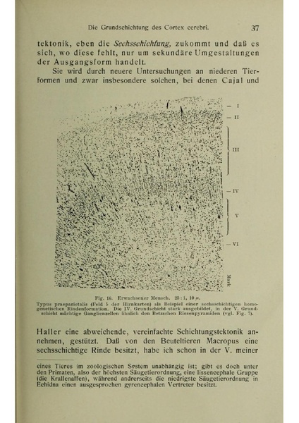 Vergleichende Lokalisationslehre der Grosshirnrinde in ihren Prinzipien dargestellt auf Grund des Zellenbaues.pdf