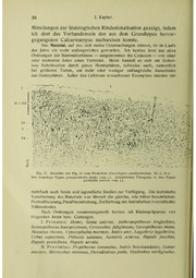Vergleichende Lokalisationslehre der Grosshirnrinde in ihren Prinzipien dargestellt auf Grund des Zellenbaues.pdf
