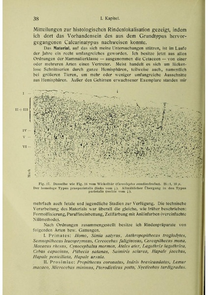 Vergleichende Lokalisationslehre der Grosshirnrinde in ihren Prinzipien dargestellt auf Grund des Zellenbaues.pdf