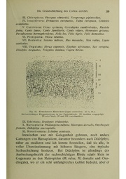 Vergleichende Lokalisationslehre der Grosshirnrinde in ihren Prinzipien dargestellt auf Grund des Zellenbaues.pdf