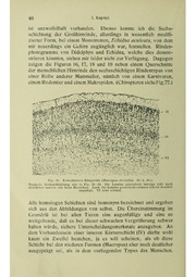 Vergleichende Lokalisationslehre der Grosshirnrinde in ihren Prinzipien dargestellt auf Grund des Zellenbaues.pdf