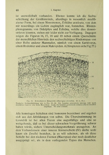 Vergleichende Lokalisationslehre der Grosshirnrinde in ihren Prinzipien dargestellt auf Grund des Zellenbaues.pdf