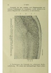 Vergleichende Lokalisationslehre der Grosshirnrinde in ihren Prinzipien dargestellt auf Grund des Zellenbaues.pdf