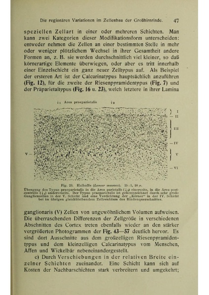 Vergleichende Lokalisationslehre der Grosshirnrinde in ihren Prinzipien dargestellt auf Grund des Zellenbaues.pdf