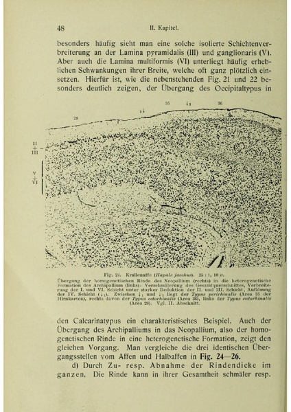 Vergleichende Lokalisationslehre der Grosshirnrinde in ihren Prinzipien dargestellt auf Grund des Zellenbaues.pdf