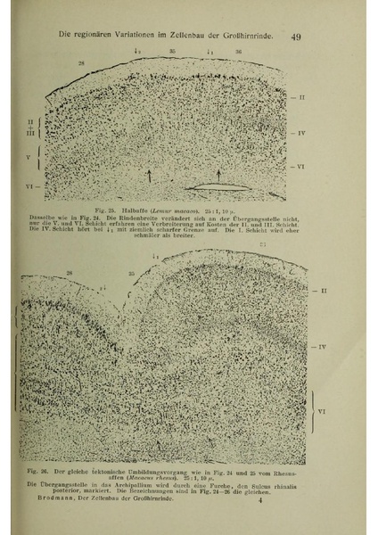 Vergleichende Lokalisationslehre der Grosshirnrinde in ihren Prinzipien dargestellt auf Grund des Zellenbaues.pdf