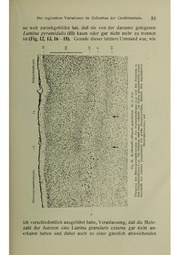 Vergleichende Lokalisationslehre der Grosshirnrinde in ihren Prinzipien dargestellt auf Grund des Zellenbaues.pdf