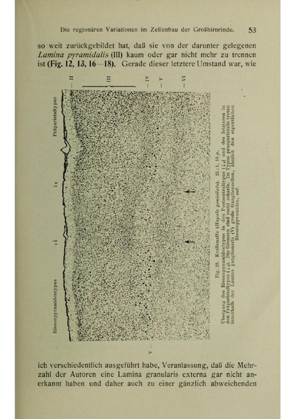 Vergleichende Lokalisationslehre der Grosshirnrinde in ihren Prinzipien dargestellt auf Grund des Zellenbaues.pdf