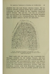 Vergleichende Lokalisationslehre der Grosshirnrinde in ihren Prinzipien dargestellt auf Grund des Zellenbaues.pdf