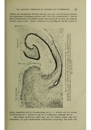 Vergleichende Lokalisationslehre der Grosshirnrinde in ihren Prinzipien dargestellt auf Grund des Zellenbaues.pdf