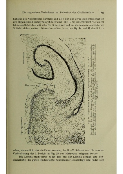 Vergleichende Lokalisationslehre der Grosshirnrinde in ihren Prinzipien dargestellt auf Grund des Zellenbaues.pdf