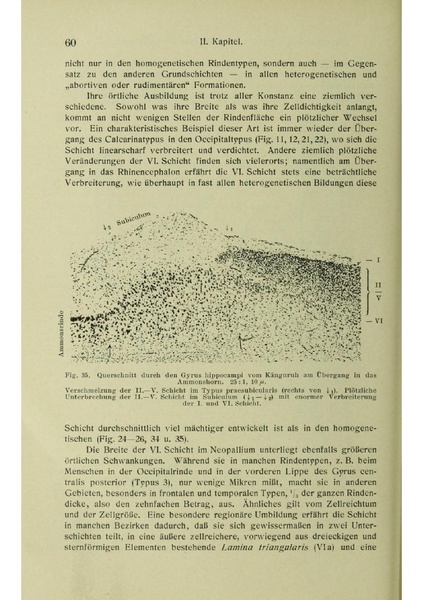 Vergleichende Lokalisationslehre der Grosshirnrinde in ihren Prinzipien dargestellt auf Grund des Zellenbaues.pdf
