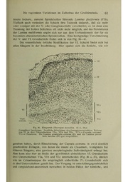 Vergleichende Lokalisationslehre der Grosshirnrinde in ihren Prinzipien dargestellt auf Grund des Zellenbaues.pdf
