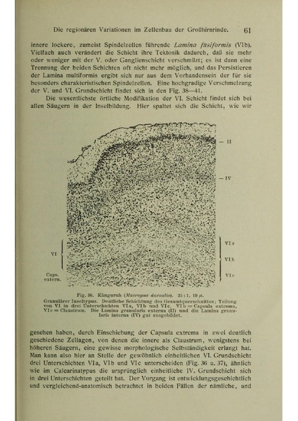 Vergleichende Lokalisationslehre der Grosshirnrinde in ihren Prinzipien dargestellt auf Grund des Zellenbaues.pdf