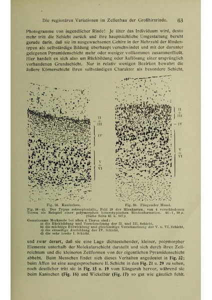 Vergleichende Lokalisationslehre der Grosshirnrinde in ihren Prinzipien dargestellt auf Grund des Zellenbaues.pdf