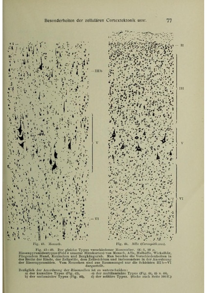 Vergleichende Lokalisationslehre der Grosshirnrinde in ihren Prinzipien dargestellt auf Grund des Zellenbaues.pdf