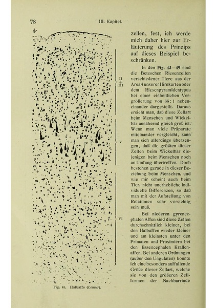 Vergleichende Lokalisationslehre der Grosshirnrinde in ihren Prinzipien dargestellt auf Grund des Zellenbaues.pdf