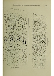 Vergleichende Lokalisationslehre der Grosshirnrinde in ihren Prinzipien dargestellt auf Grund des Zellenbaues.pdf