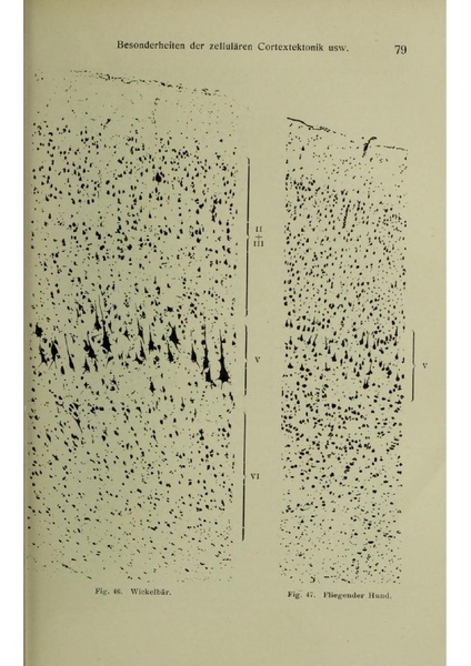 Vergleichende Lokalisationslehre der Grosshirnrinde in ihren Prinzipien dargestellt auf Grund des Zellenbaues.pdf