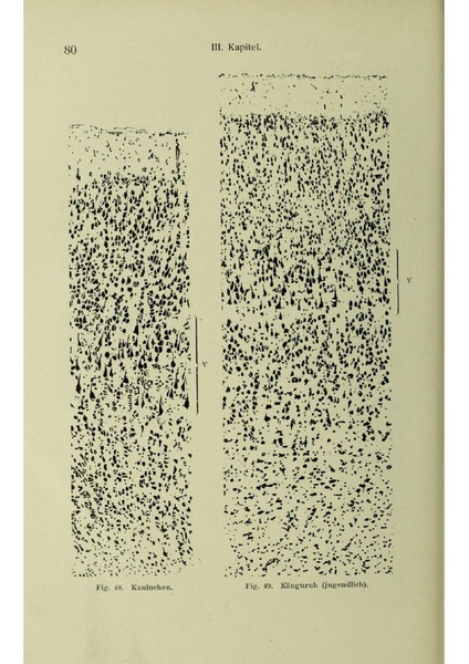 Vergleichende Lokalisationslehre der Grosshirnrinde in ihren Prinzipien dargestellt auf Grund des Zellenbaues.pdf