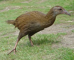 Weka (bird)
