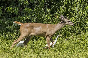 White-tailed deer (Odocoileus virginianus nelsoni) male with cattle egret Orange Walk