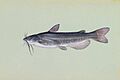 White catfish 01