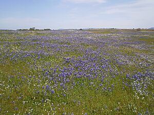 Wild flowers on table mountains