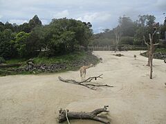 Zoološki vrt u Aucklandu, Novi Zeland