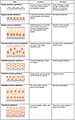 423 Table 04 02 Summary of Epithelial Tissue CellsN