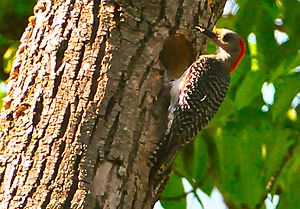 A female Red-bellied Woodpecker feeding her chick
