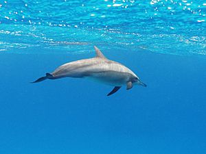 A spinner dolphin in the Red Sea.jpg