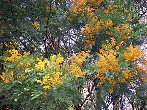 Acacia blayana flowering.jpg