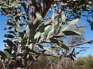 Acacia pruinocarpa foliage