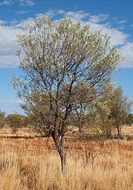 Acacia sericophylla