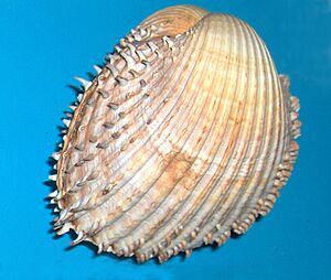 Acanthocardia aculeata 001
