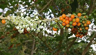 Acnistus arborescens, known as Hollow Heart - Flickr - Dick Culbert