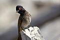 African Red-Eyed Bulbul 2019-07-25