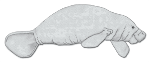 Amazonian manatee