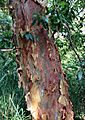 Angophora costata - shedding trunk bark
