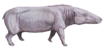 Anthracotherium cropped.png