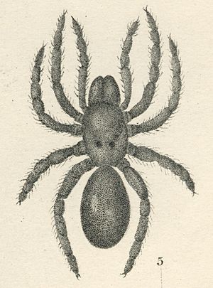 Antrodiaetus unicolor (Hentz, 1842)