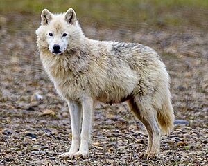 Arctic Wolf in Aulavik National Park 04 (cropped).jpg