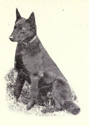 Australian Kelpie circa 1915