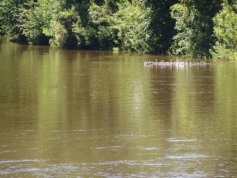 BB Geese on the River P8120103