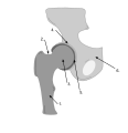 Ball and Socket Joint (Hip joint)