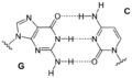 Base pair GC